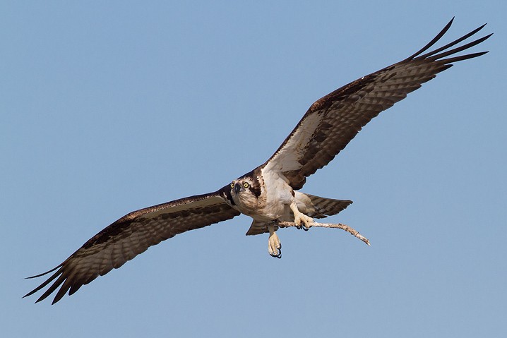 Fischadler Pandion haliaetus Osprey